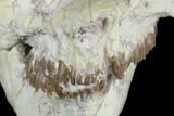 Fossil Oreodont (Leptauchenia) Skull - Wyoming #176506-8